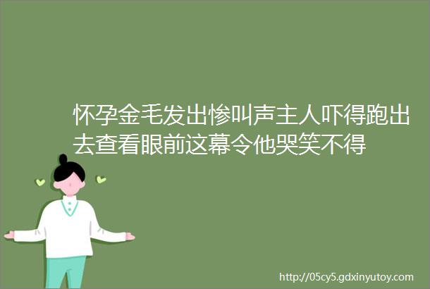 怀孕金毛发出惨叫声主人吓得跑出去查看眼前这幕令他哭笑不得